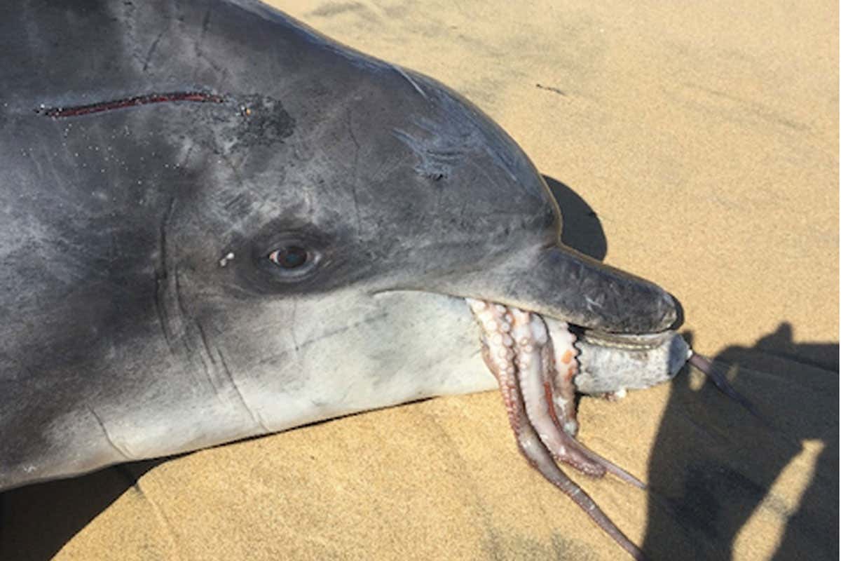 Gilligan the bottlenose dolphin, as he was found