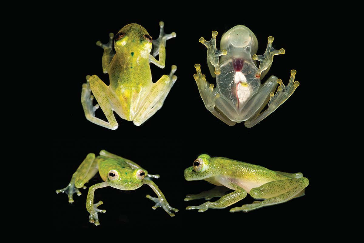 Hyalinobatrachium yaku is a newly discovered glass frog