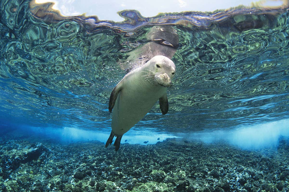 Trump’s budget jettisons ‘irreplaceable’ marine mammals agency