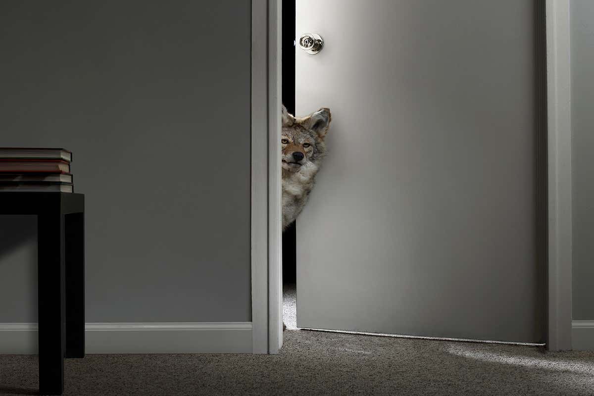 Quit nature to save wolves and bears? There are better ways