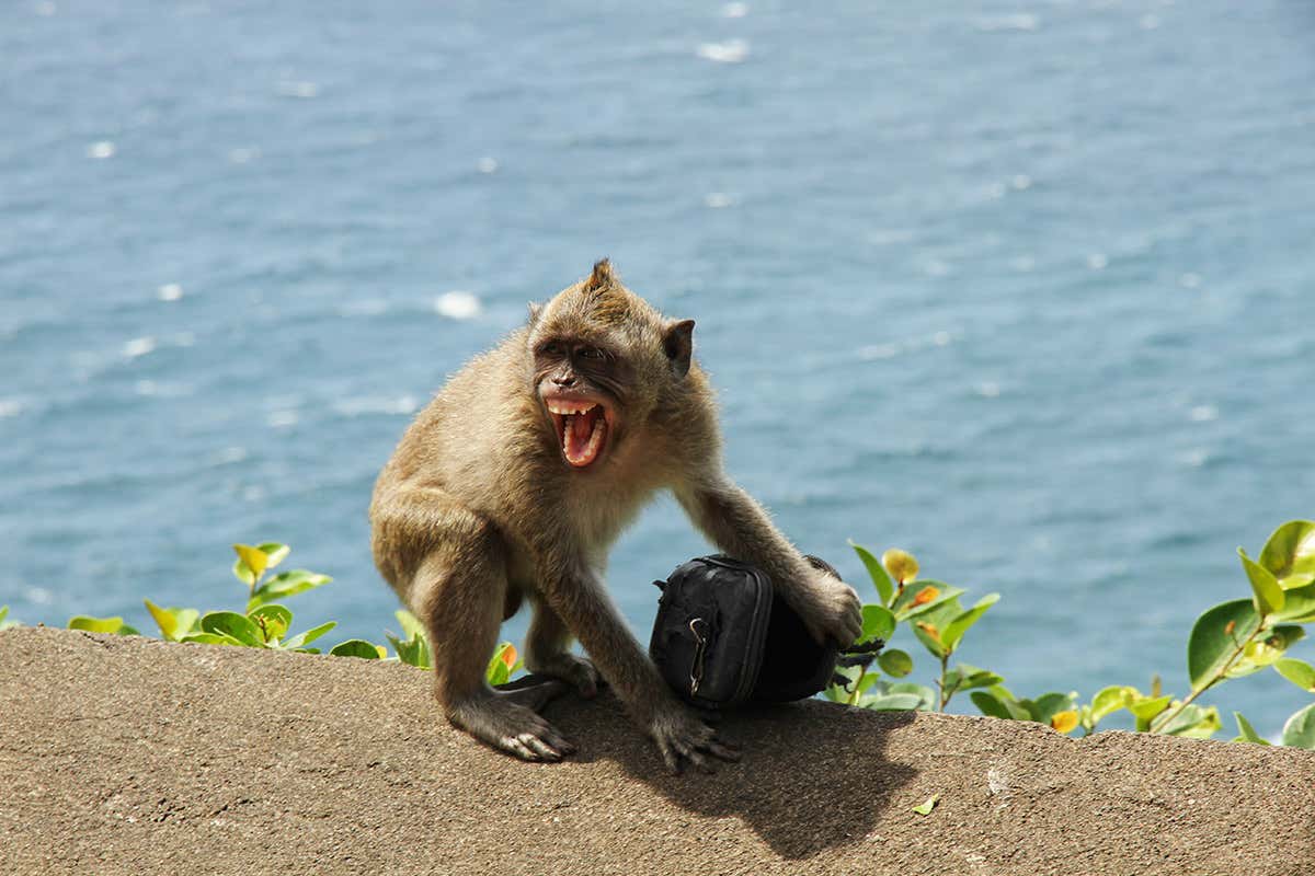 Macaque with stolen goods