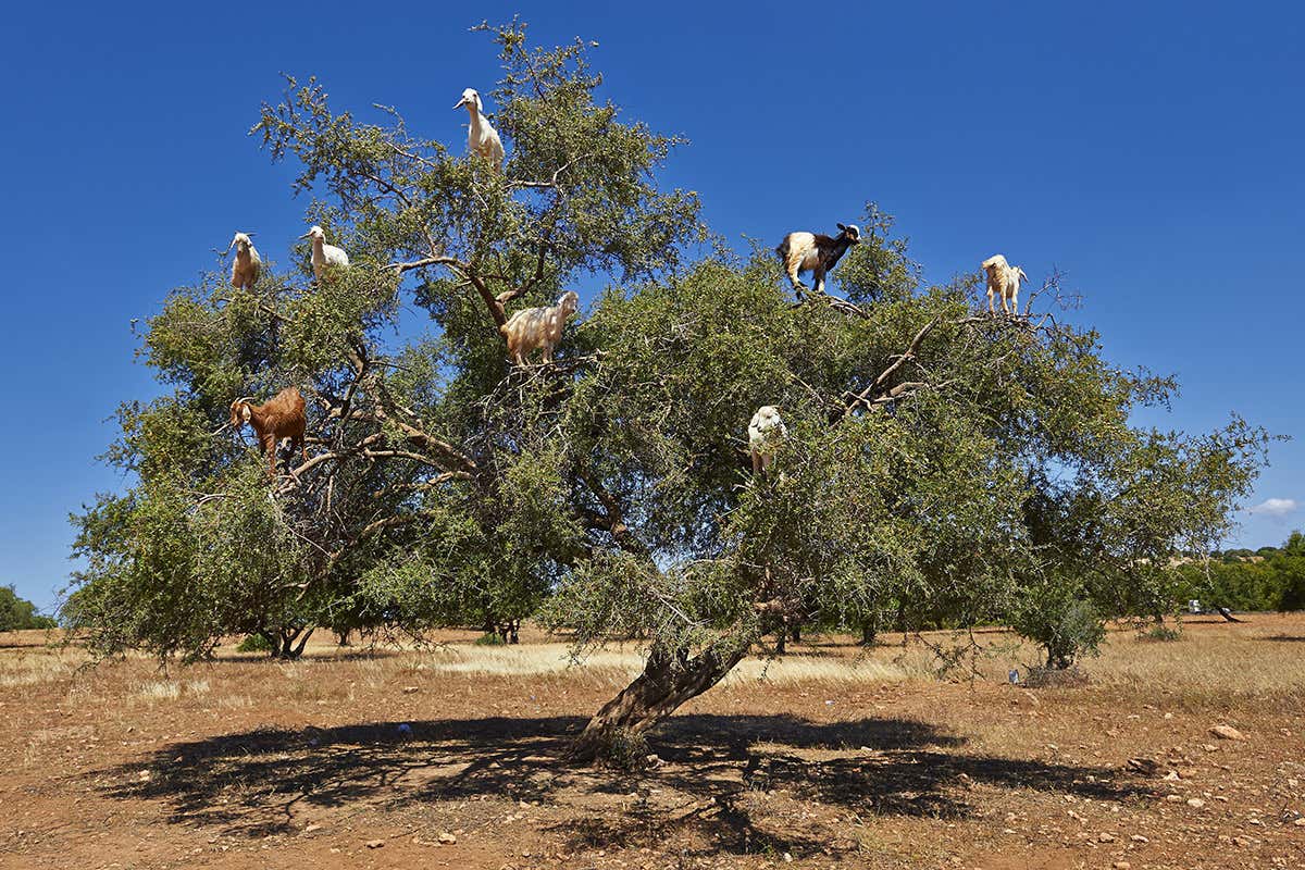 Goats in a tree