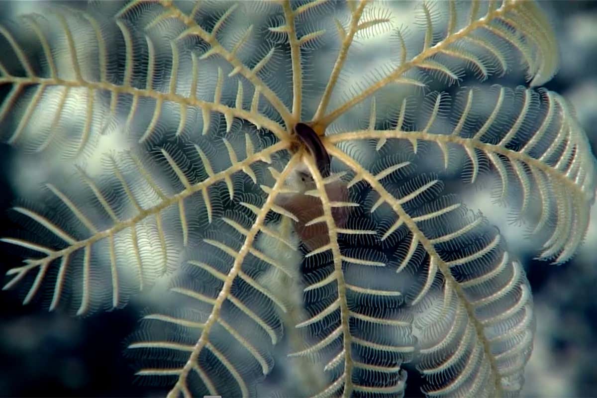 A snail feasting on the excrement of a sea lily