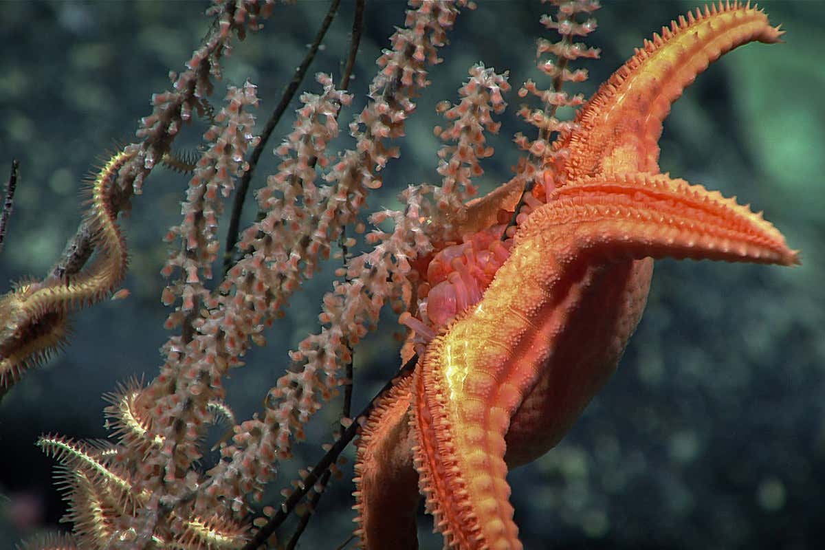 A sea star feeding on a deep-sea primnoid coral