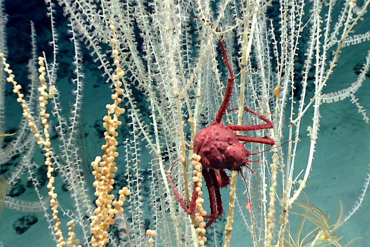 A small king crab clings to bamboo coral