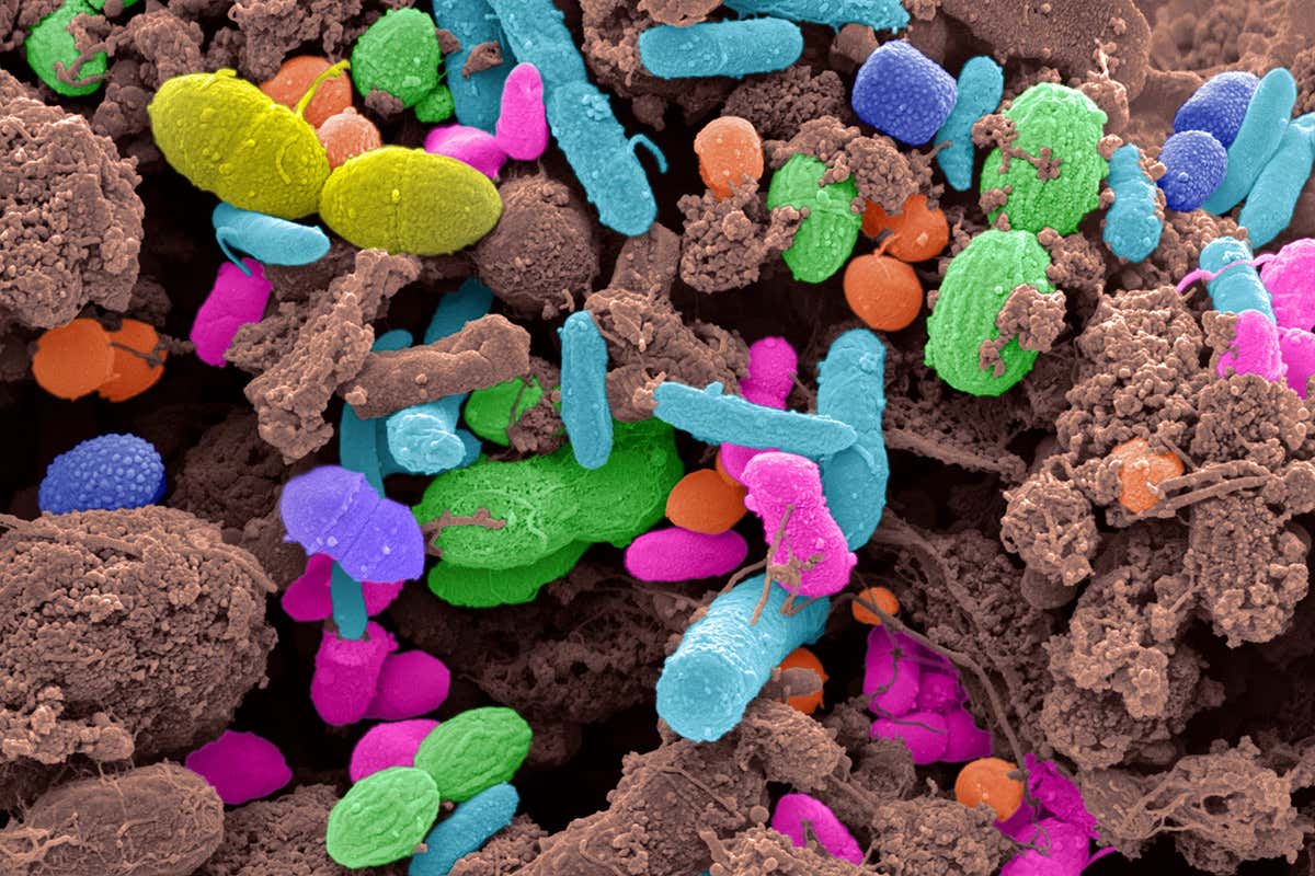 Colourful bacteria