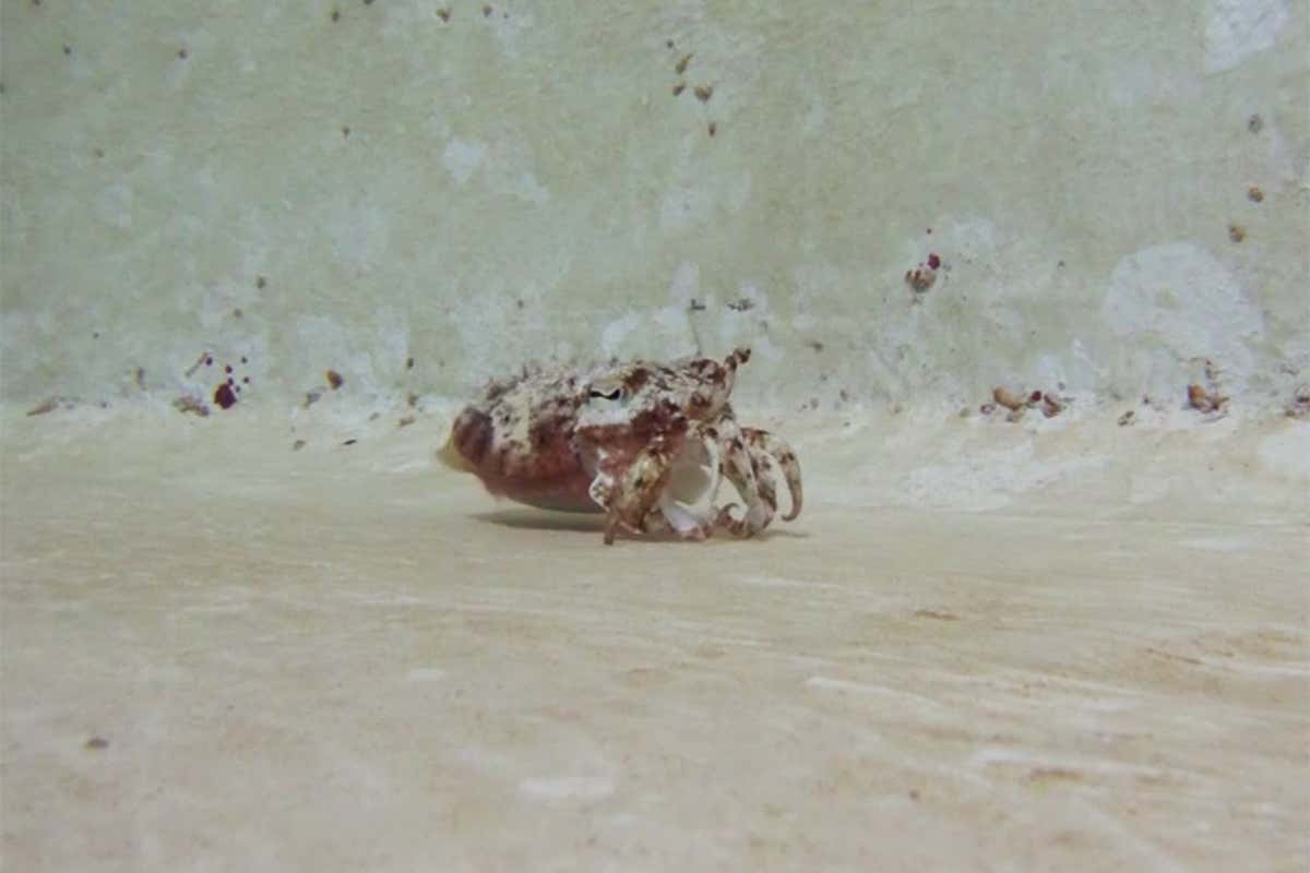cuttlefish being a crab
