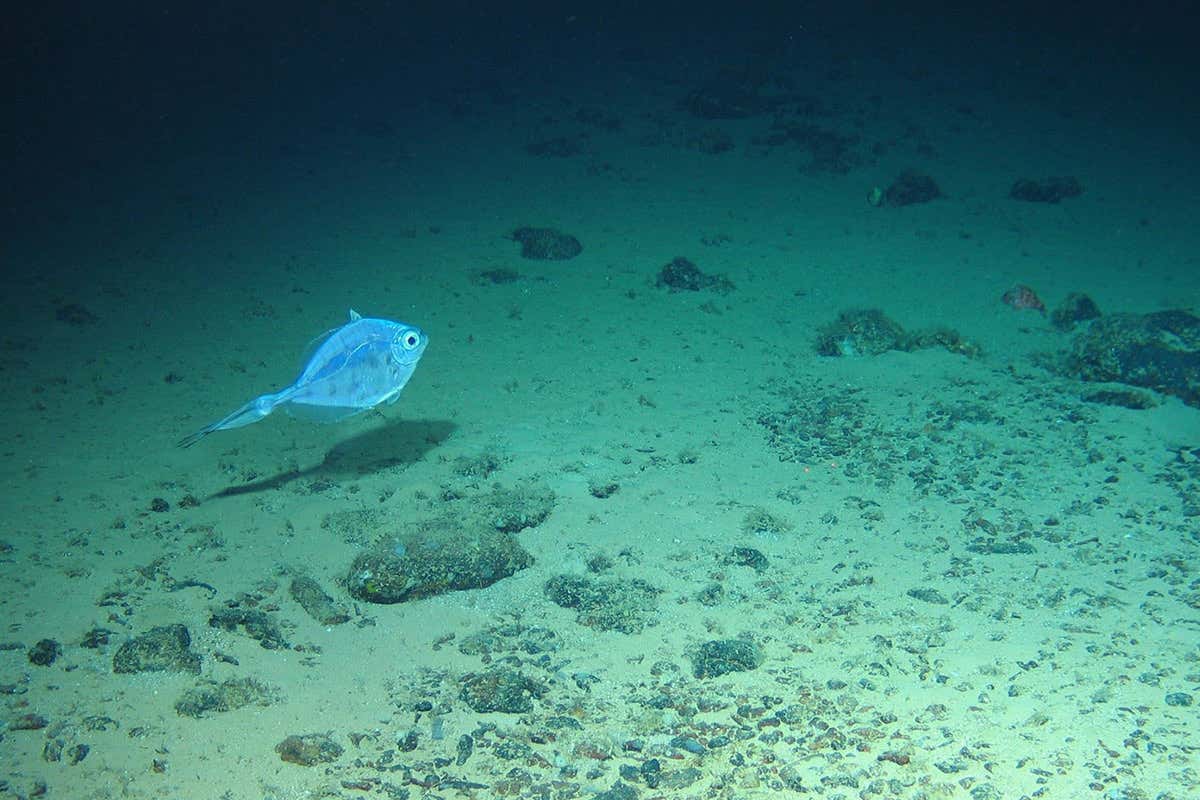 A blue fish swimming near the sea bed 