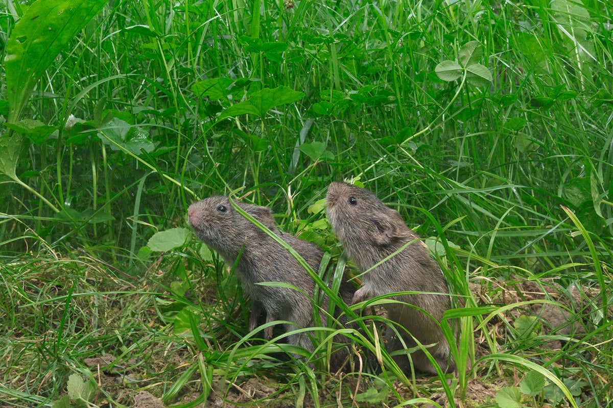 New Scientist. Science news and long reads from expert journalists, covering developments in science, technology, health and the environment on the website and the magazine.