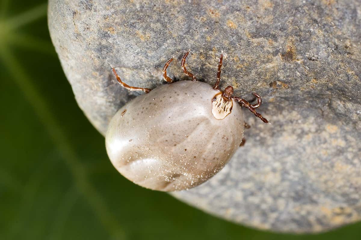 An engorged tick