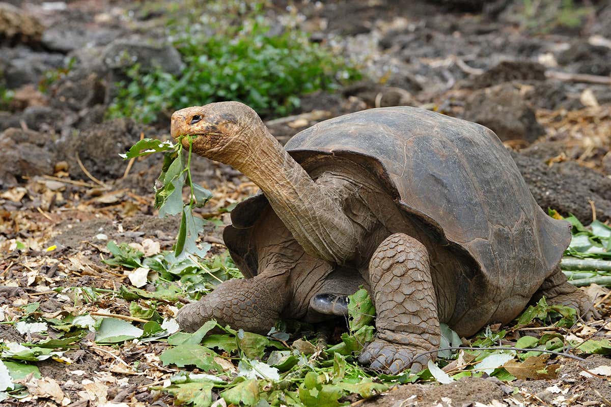 New Scientist. Science news and long reads from expert journalists, covering developments in science, technology, health and the environment on the website and the magazine.