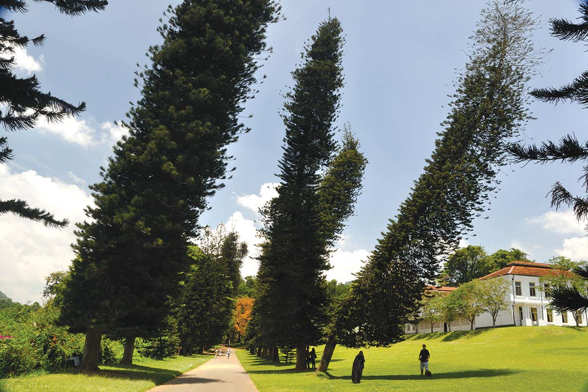 The strange Cook pine trees that always lean towards the equator