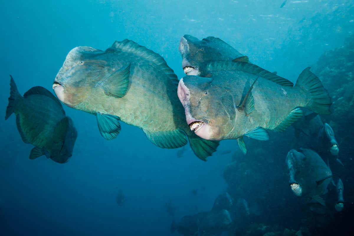 New Scientist. Science news and long reads from expert journalists, covering developments in science, technology, health and the environment on the website and the magazine.