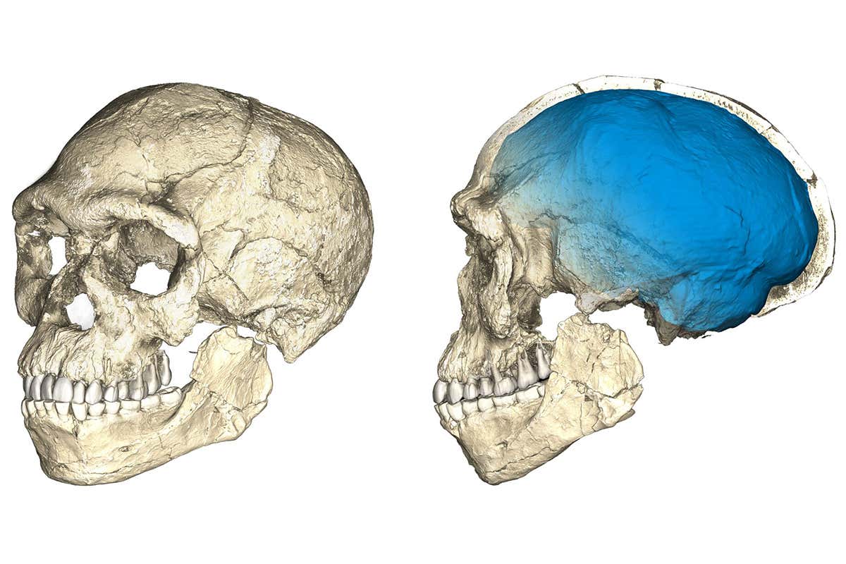 composite reconstruction of the earliest known Homo sapiens fossils