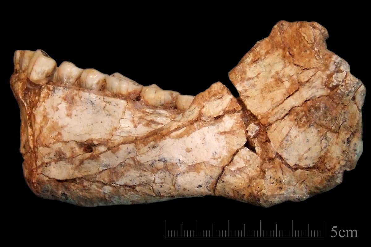 Jaw from Jebel Irhoud