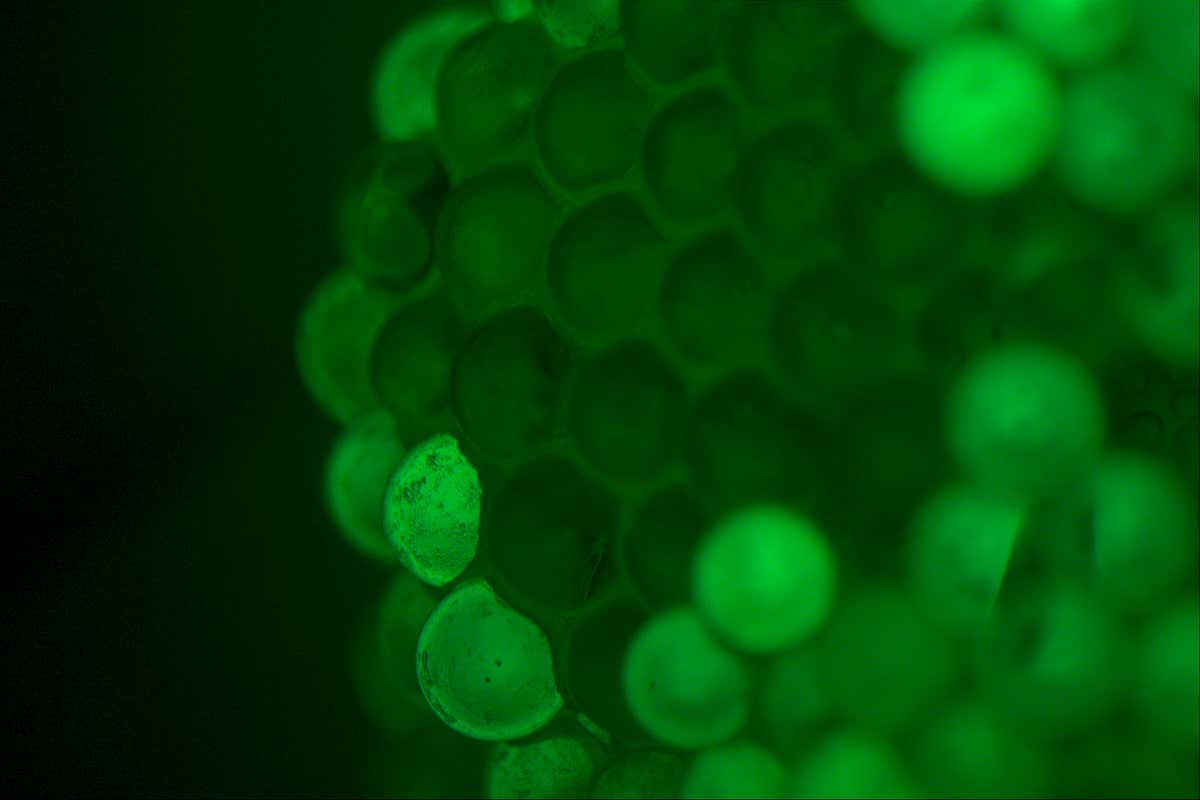 New Scientist. Science news and long reads from expert journalists, covering developments in science, technology, health and the environment on the website and the magazine.