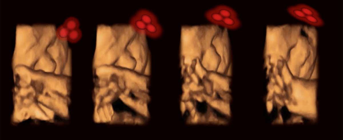 As the red dots moved, the babies turned to follow them