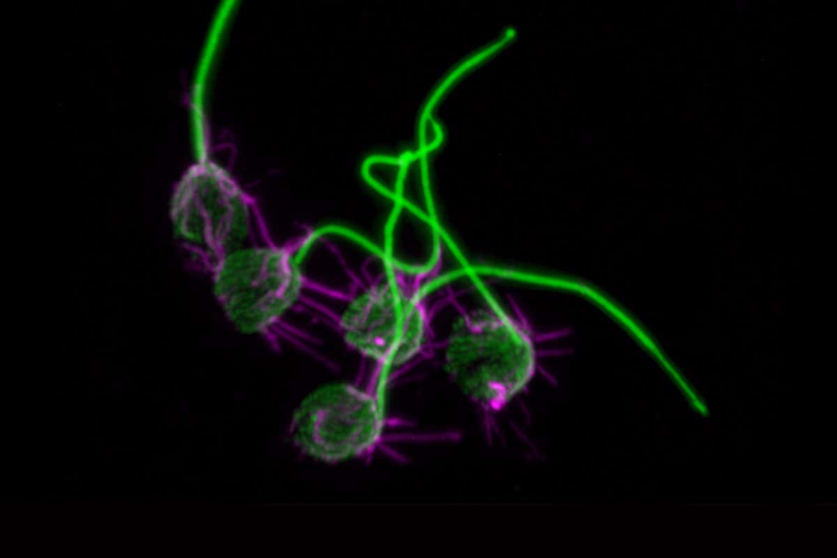 Bacteria release aphrodisiacs that put others in mood for sex