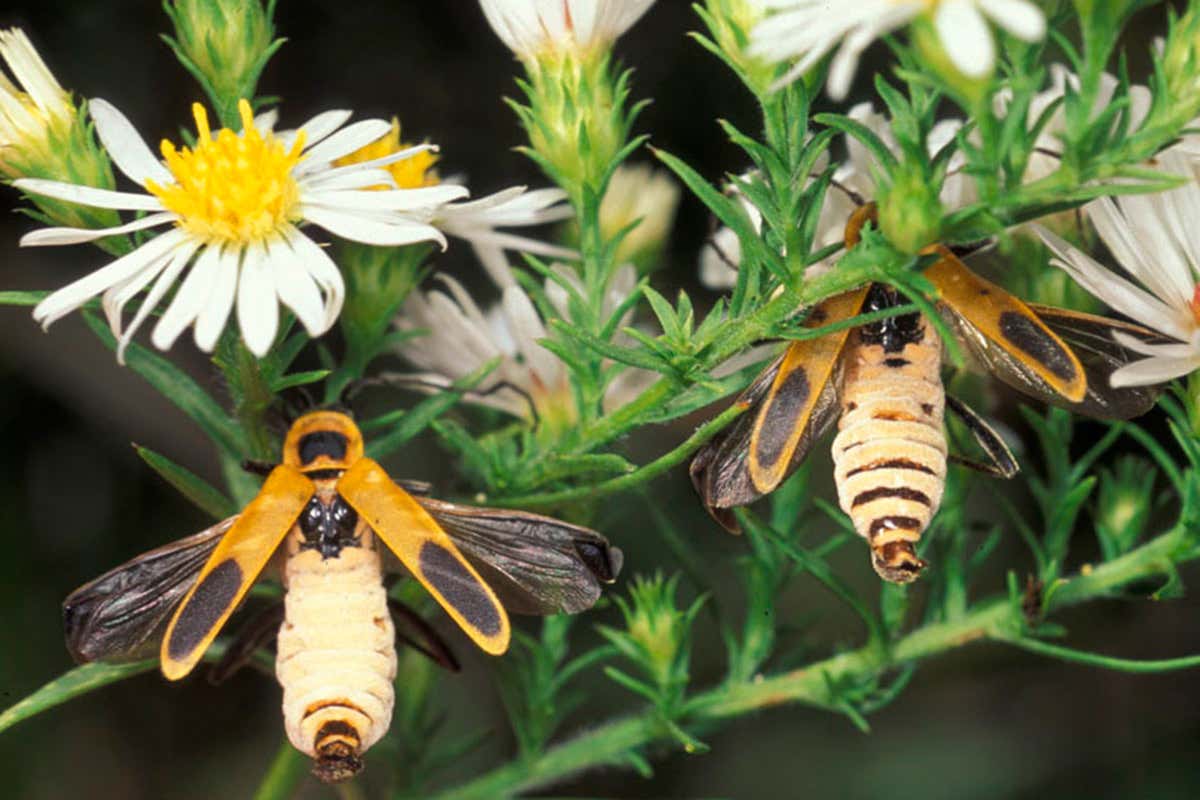 two dead zombie soldier beetles attached to aster flowers