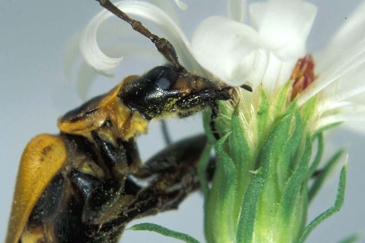 zombie soldier beetle gripping a flower with its mandibles before the wings open up the following night