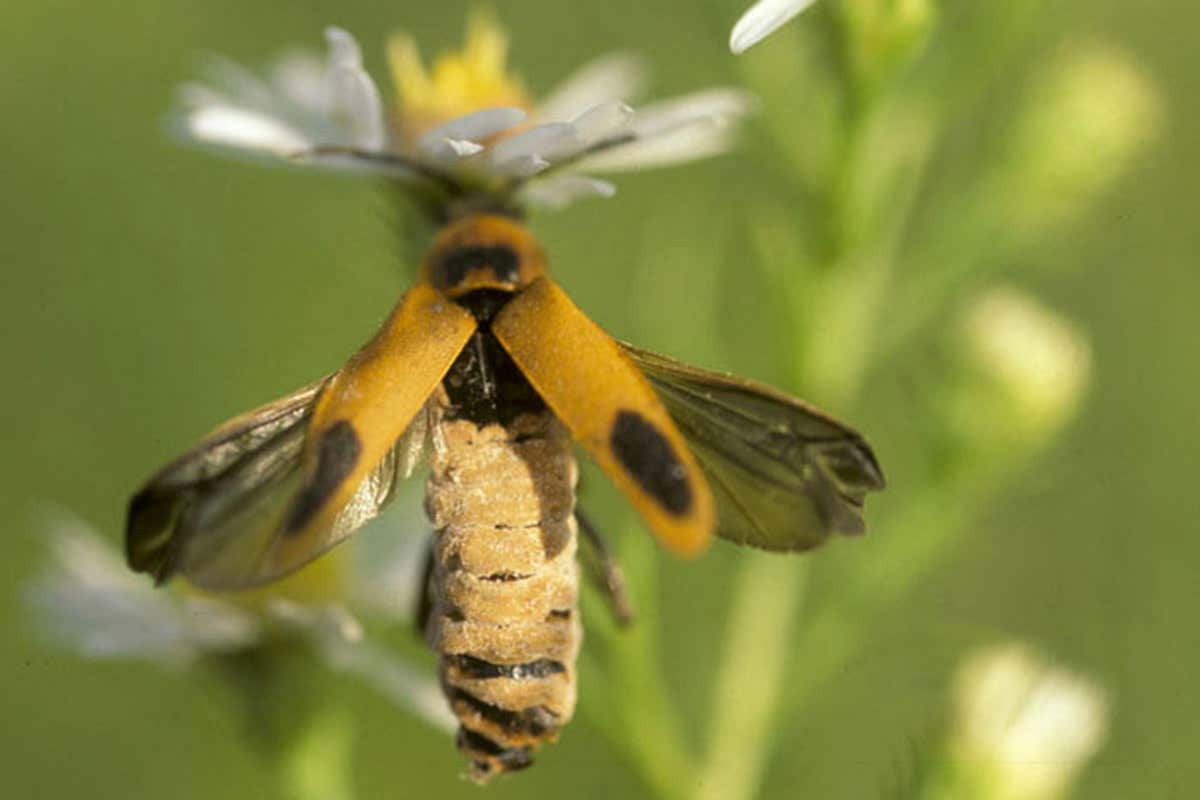 dead zombie soldier beetles attached to aster flowers, mandibles holding body in place, wings expanded.