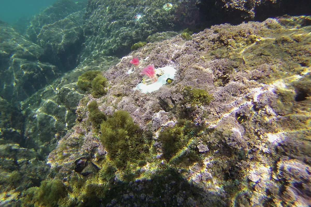 Artificial coralline algae in reef