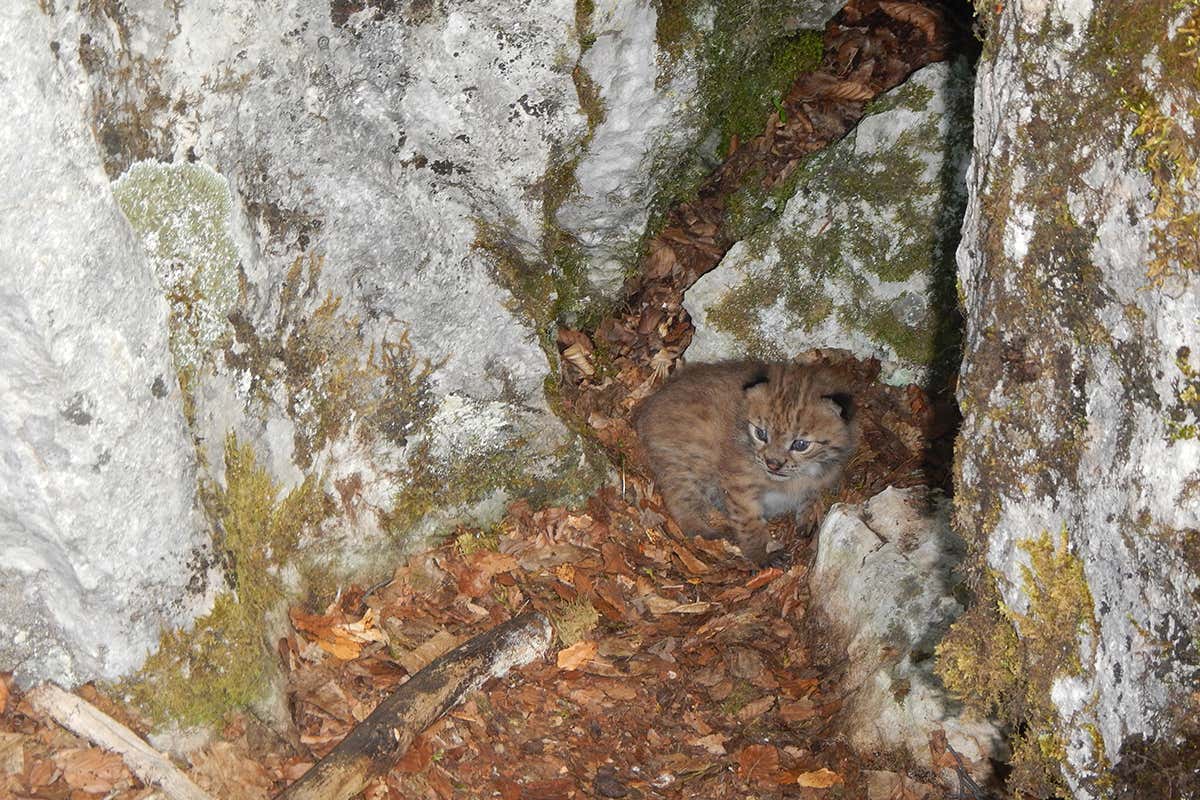 Cub photo raises hope for Europe's rarest and largest wild cat
