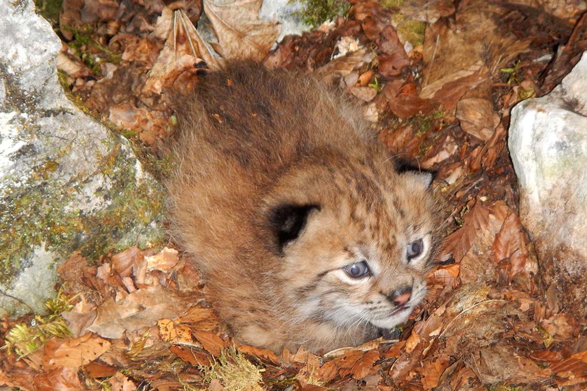 A lynx cub