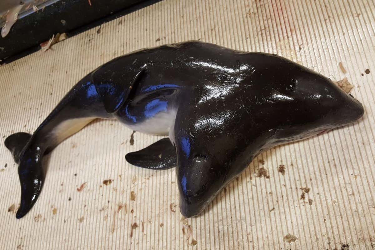 Two-headed porpoise caught in fishing net is first ever found