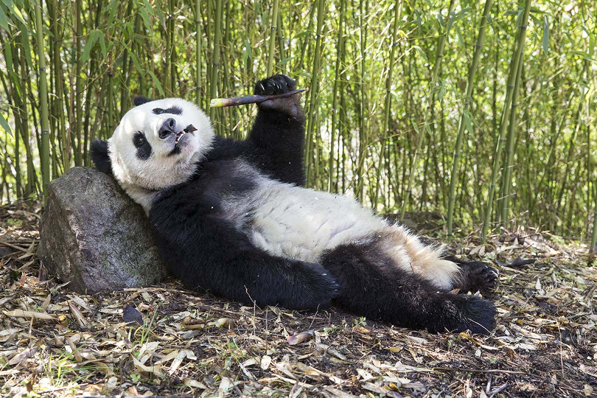 Cool retreats are needed to save giant panda from warmer weather