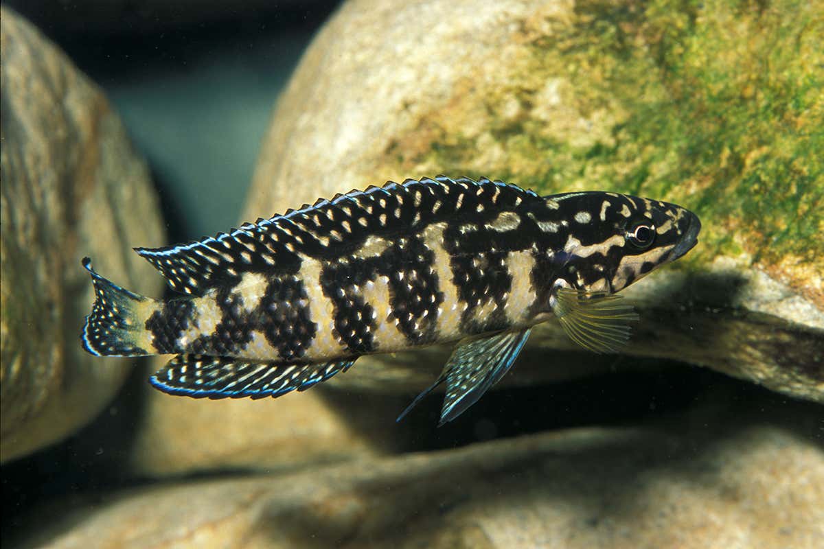 Tanganyikan cichlid