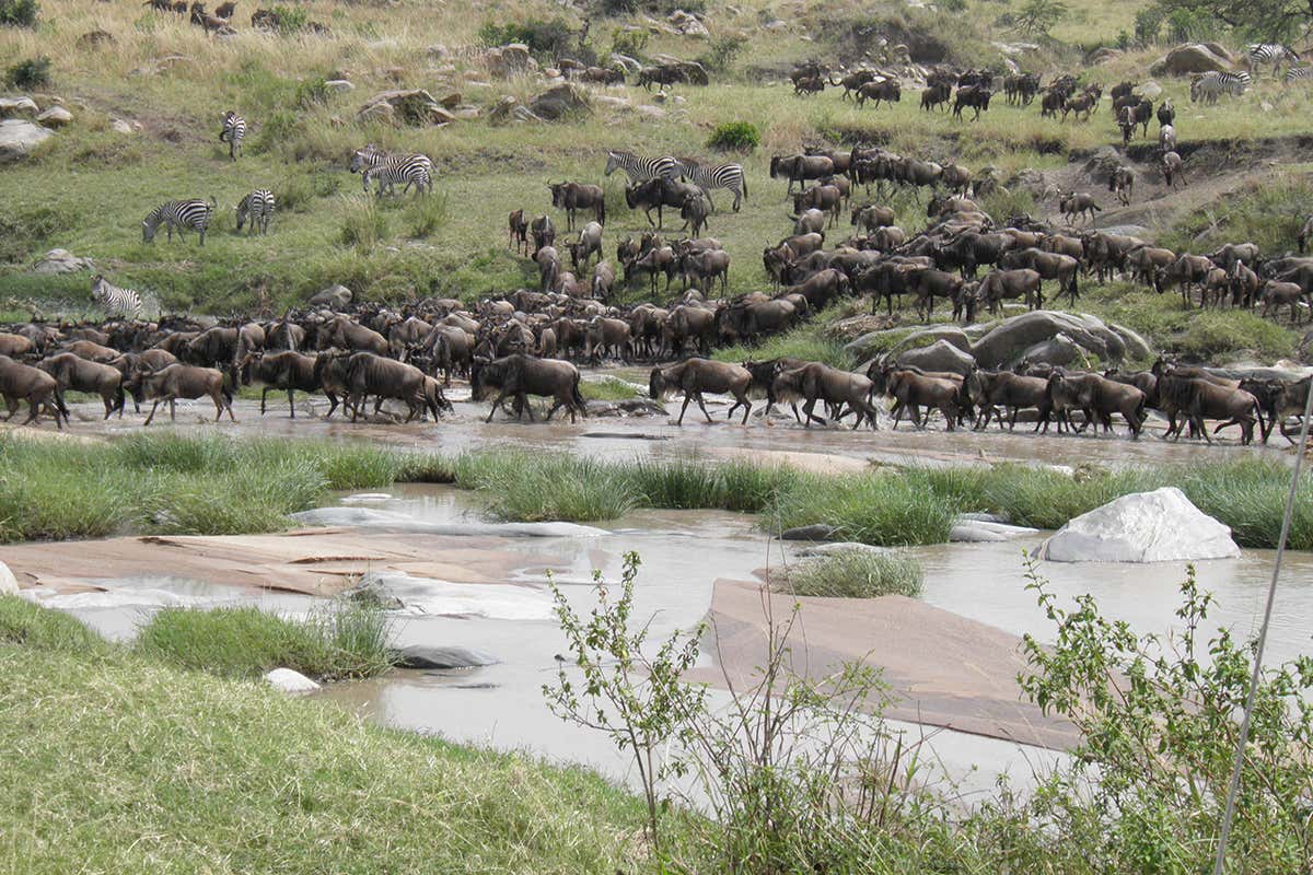 wildebeest