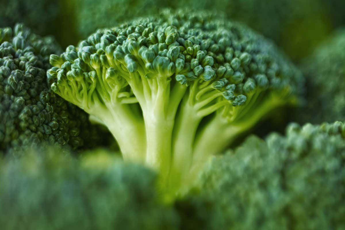 A head of broccoli