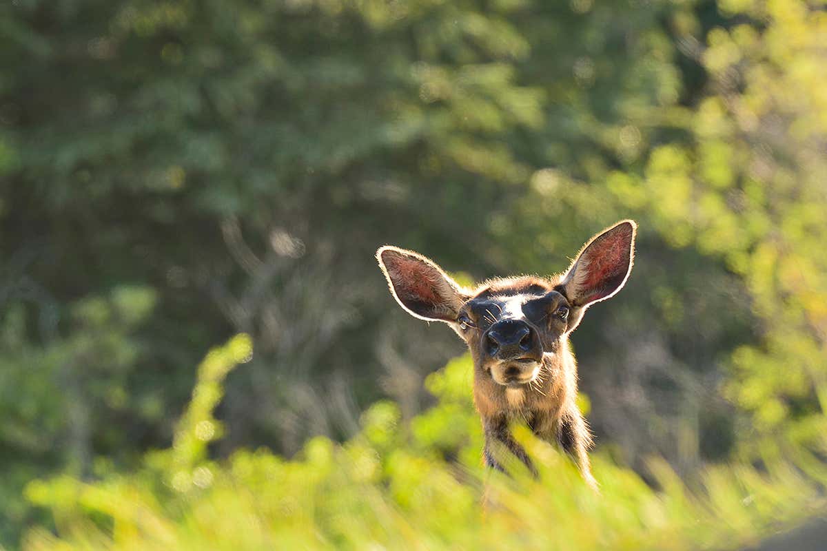 Wise elk learn to outsmart hunters and tell apart their weapons