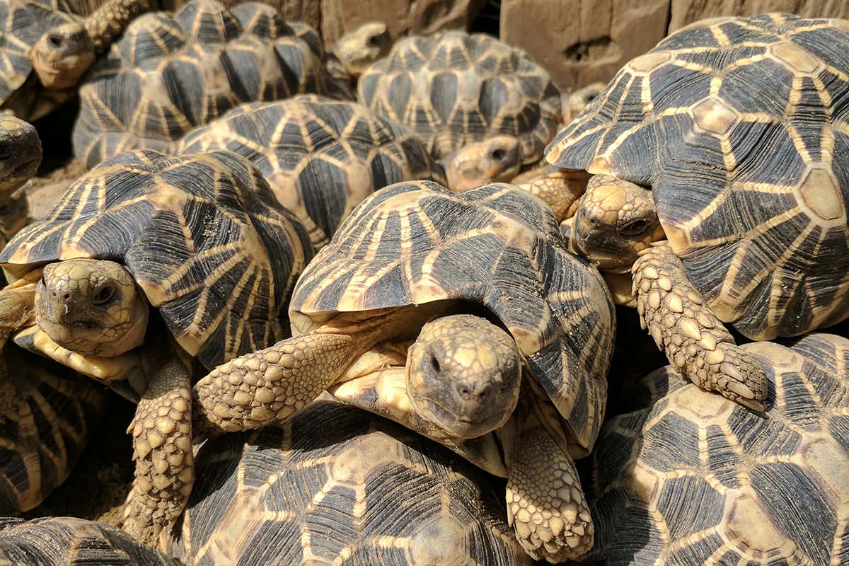 Lots of adult Burmese star tortoises