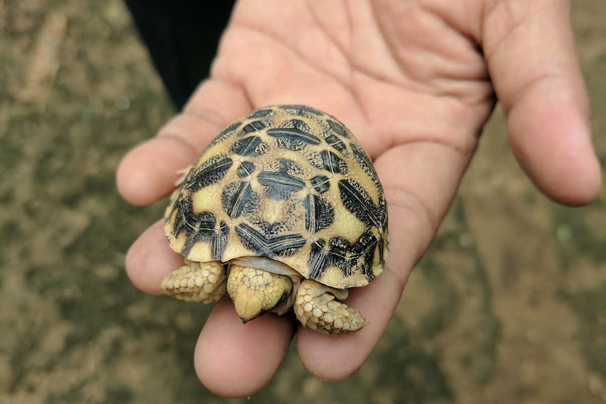 A baby tortoise, just hatched in captivity