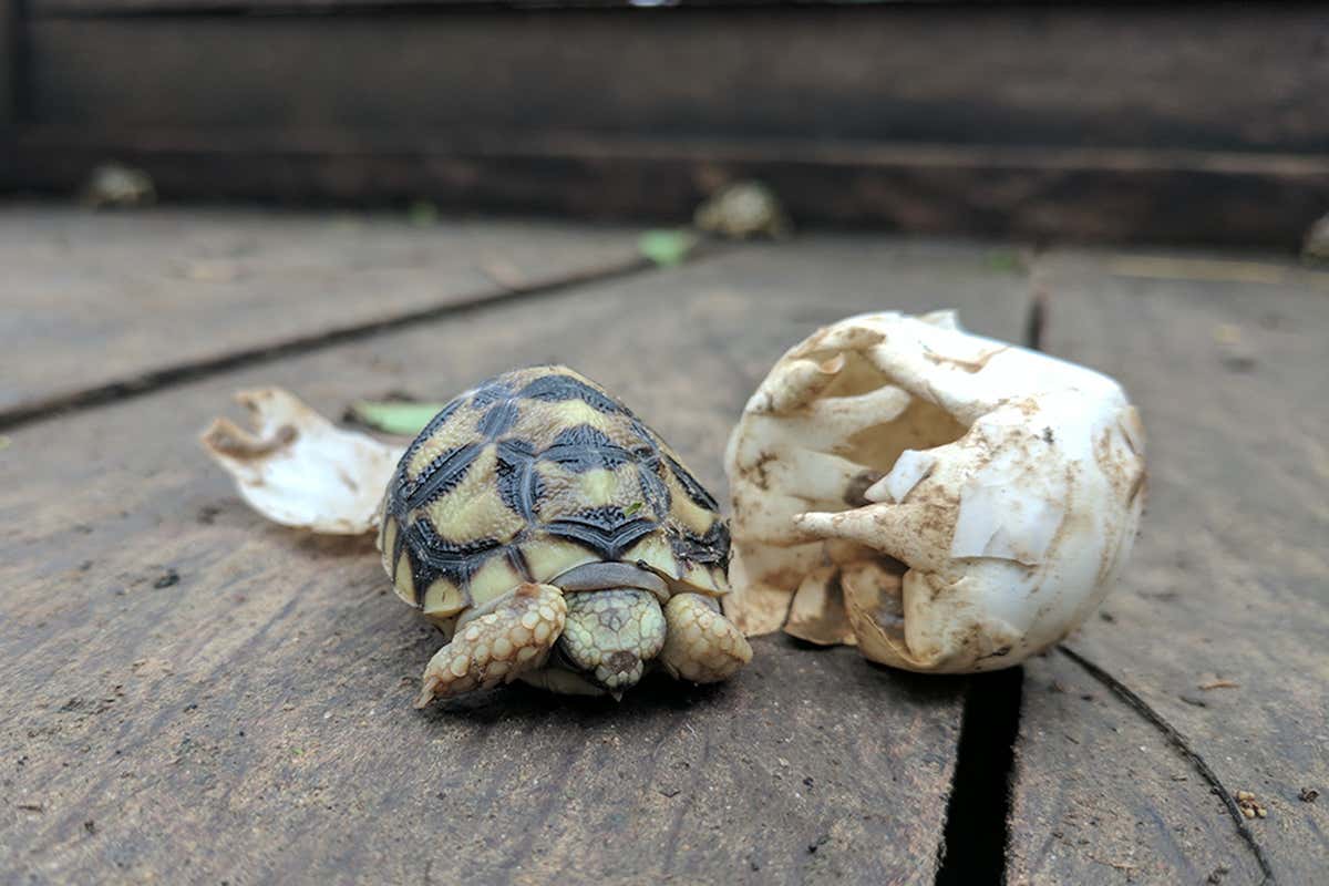 A recently hatched tortoise
