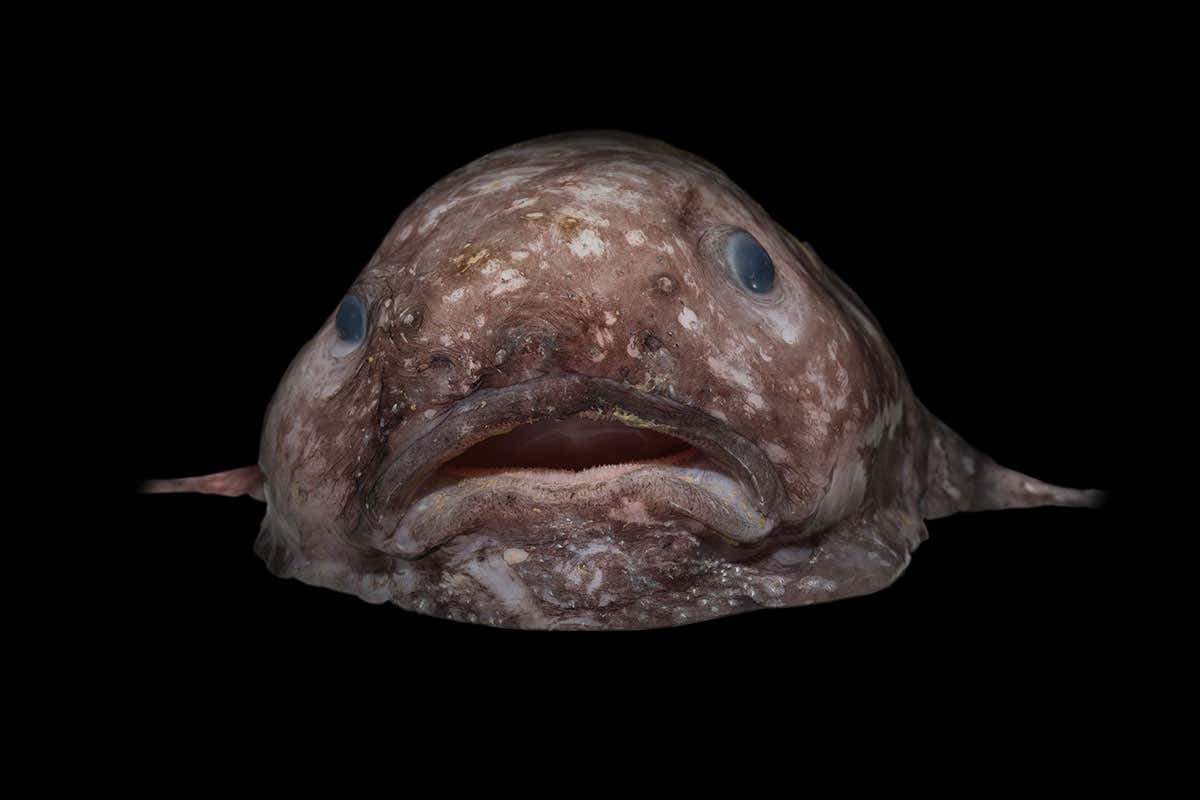blob fish