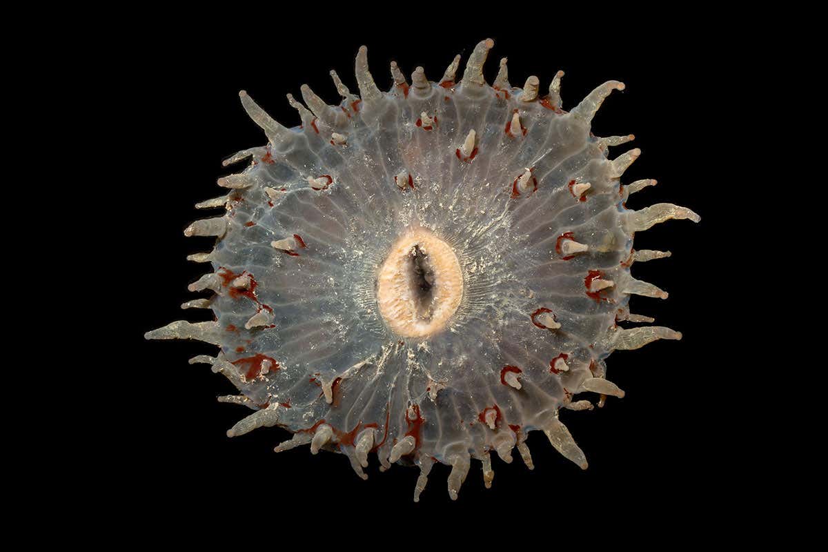 corallimorpharia