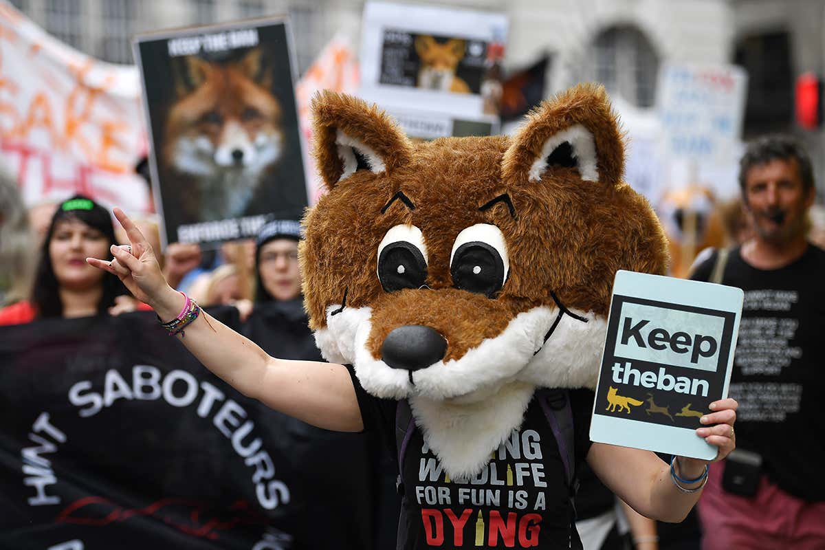 Someone wearing a fox head mask in protest at the idea of bringing back fox hunting