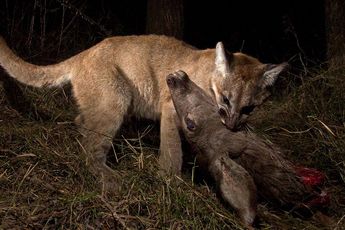 A cougar kitten with a mule deer in its mouth