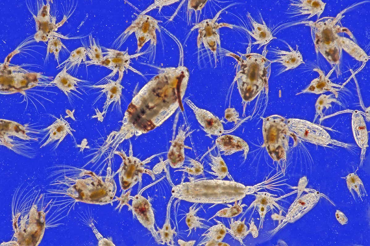 Marine zooplankton