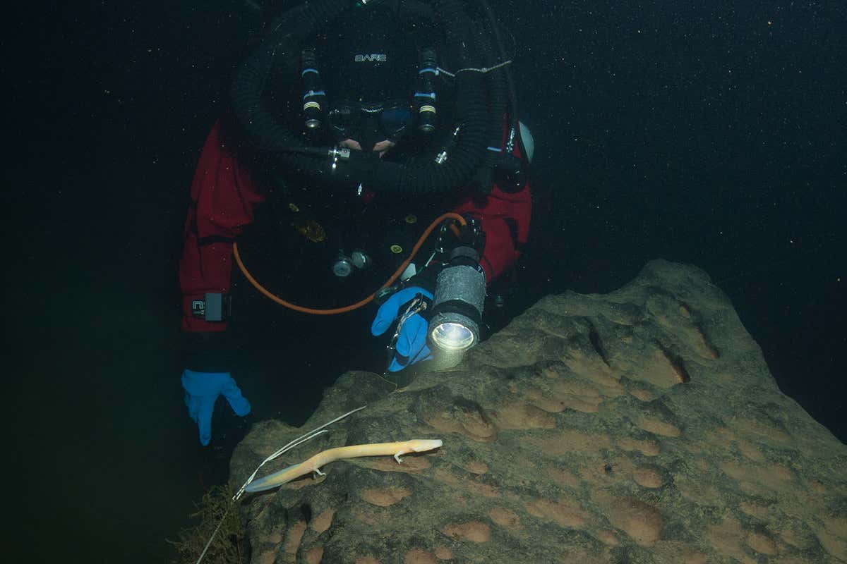 Diver inspects olm