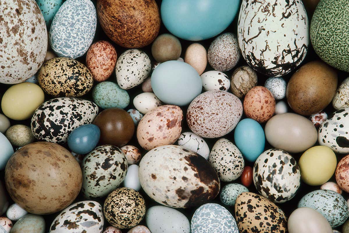 eggs of different sizes and colours