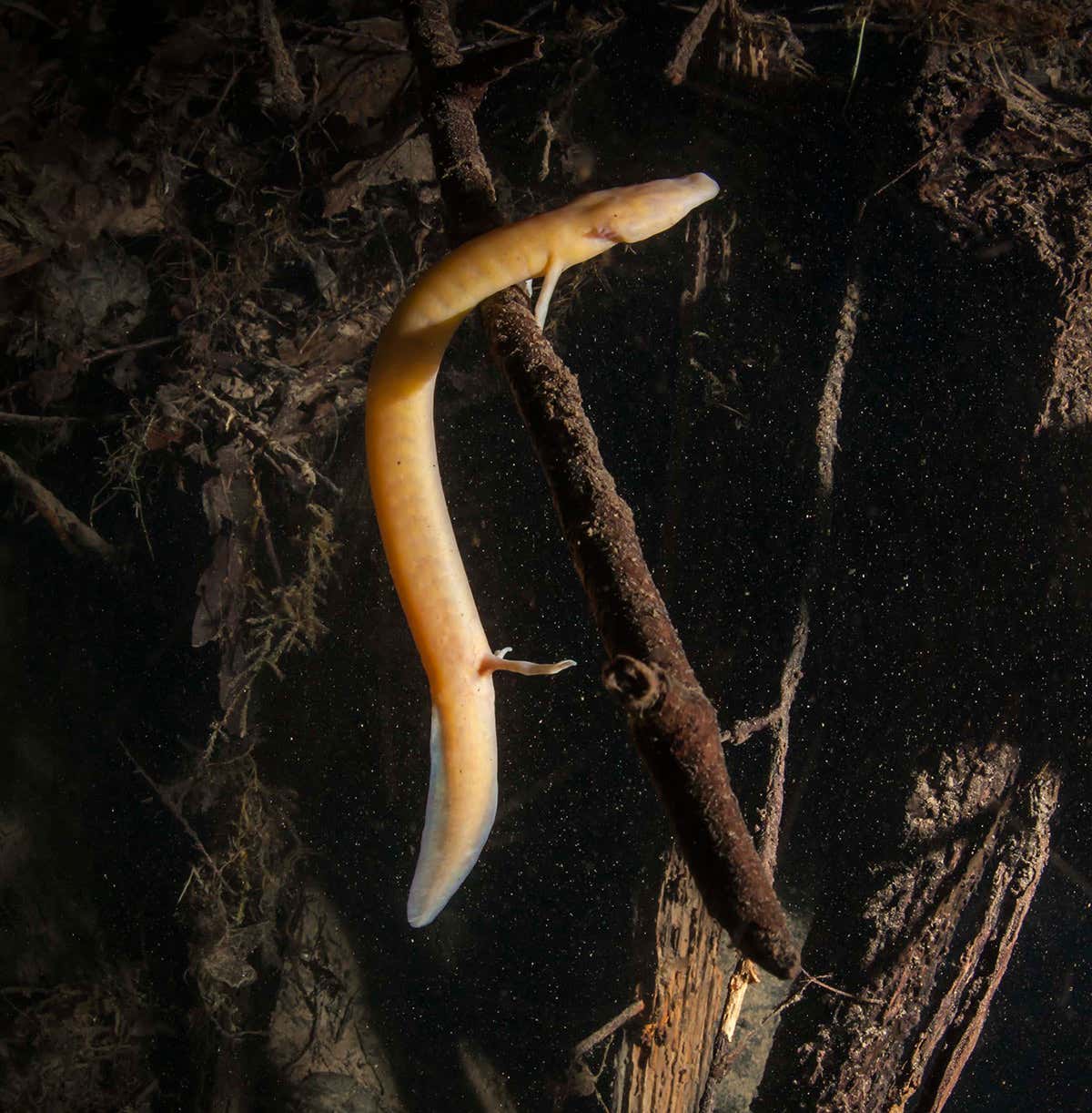 New Scientist. Science news and long reads from expert journalists, covering developments in science, technology, health and the environment on the website and the magazine.