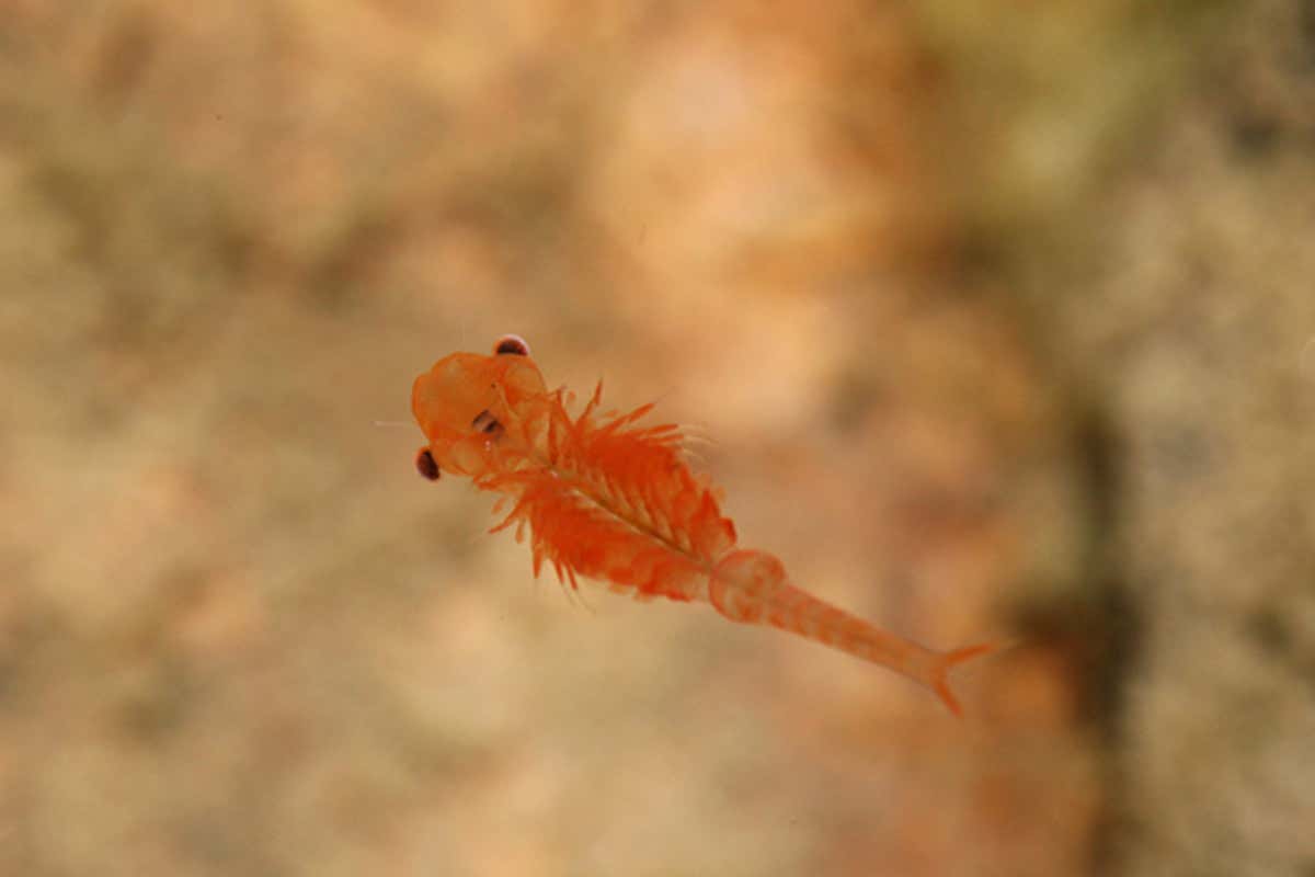 Italy’s drying lakes imperil rare shrimp species found only here