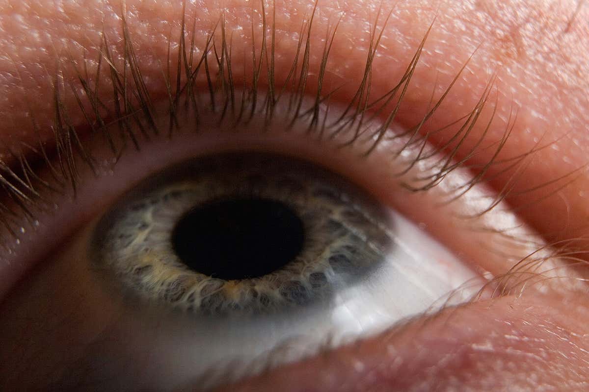Synthetic iris could let cameras react to light like our eyes do