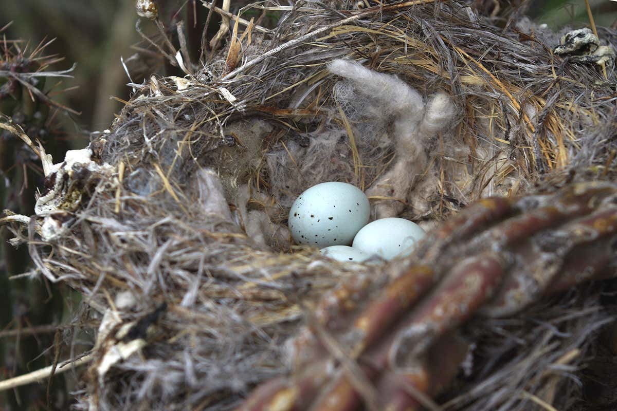House finch nest with eggs