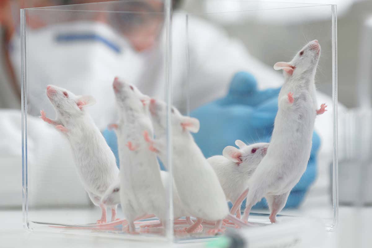 Laboratory mice