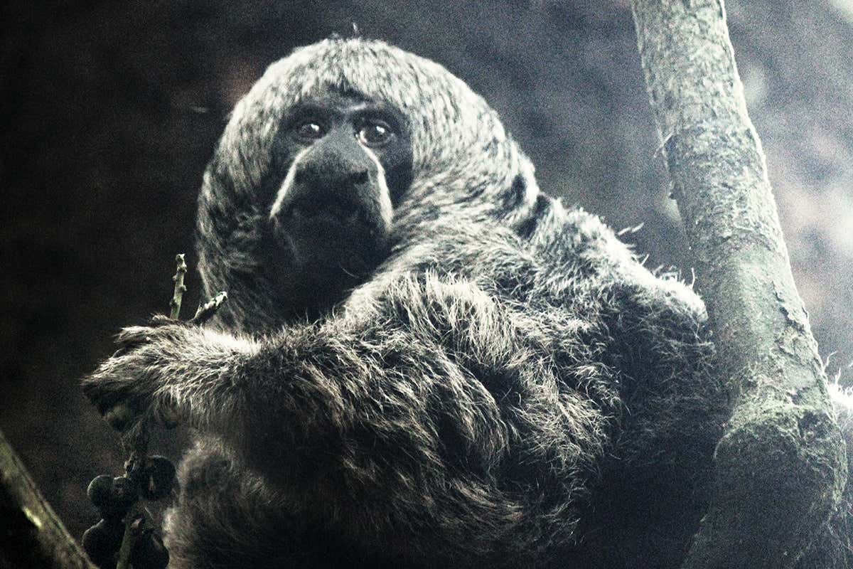 Peruvian monkey avoids stomach trouble by adding mud to its diet